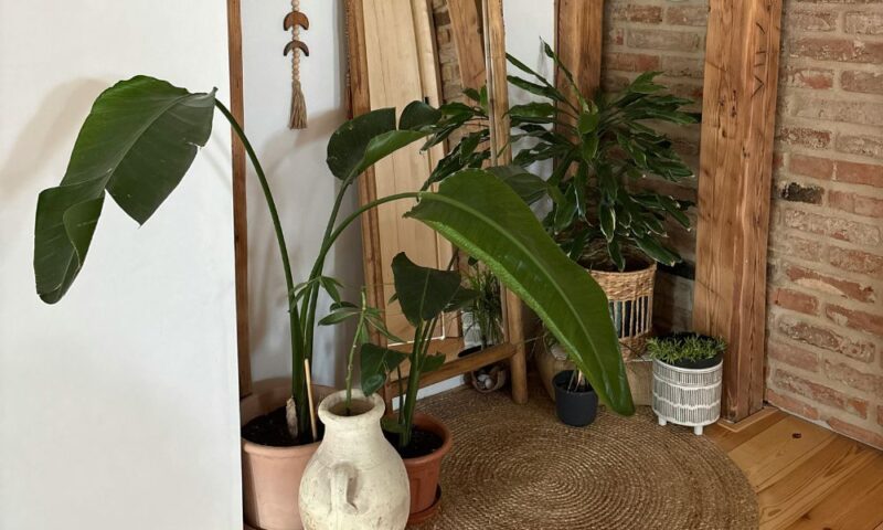 Urban Jungle interieur: zo creëer je deze woonstijl vol groen en sfeer