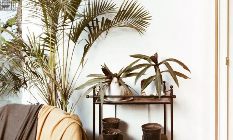 Urban Jungle interieur: zo creëer je deze woonstijl vol groen en sfeer