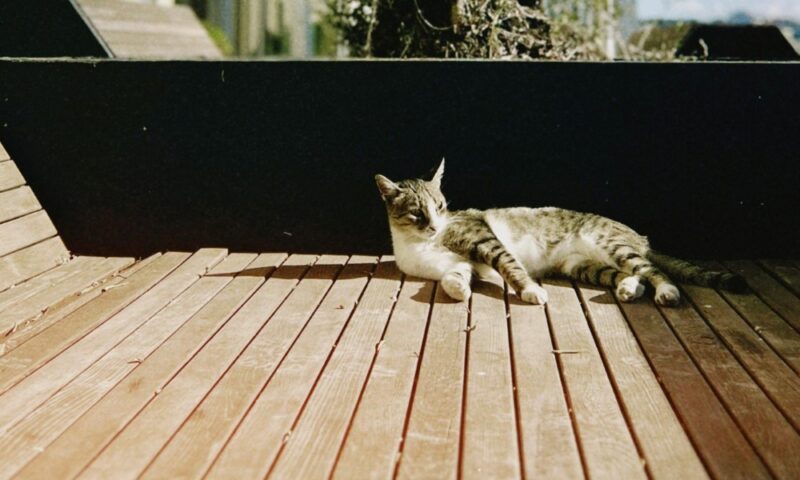 Terras inrichten: tips voor een gezellig terras met veel groen